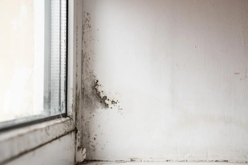 Humedad en Tus Paredes Interiores: Identificación y Soluciones Definitivas